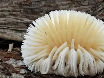 Can You Eat Lion's Mane Mushrooms Raw?